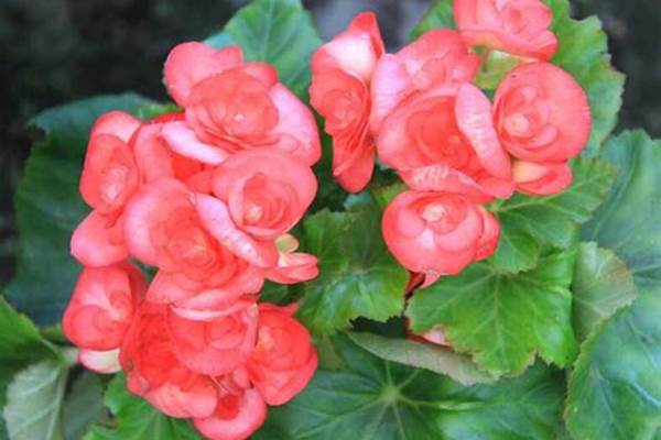 一年四季都盛开的花是什么花打三个数字_王安石梅花古诗带拼音版