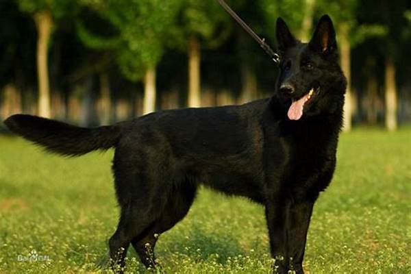 东德牧羊犬需要放在狗笼里面吗