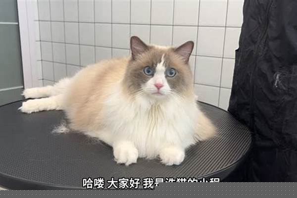 主播送布偶之后被女友嫌弃被网友是怎么