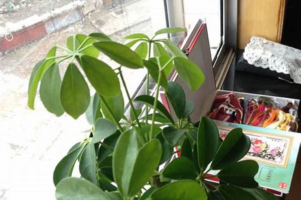 八片叶子的植物是什么