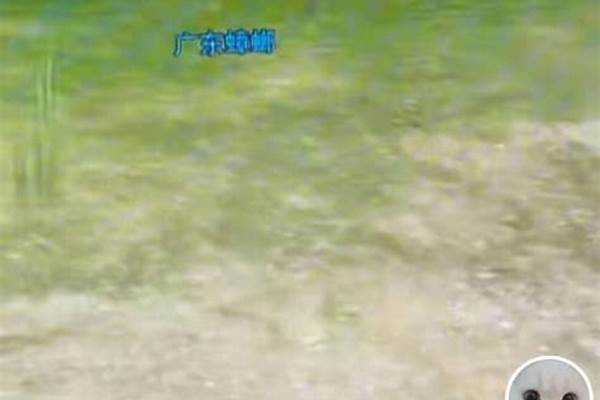 剑三匍匐动作怎么获得