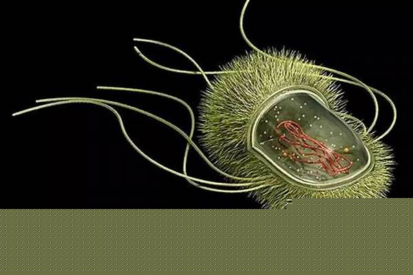 常见的原核生物