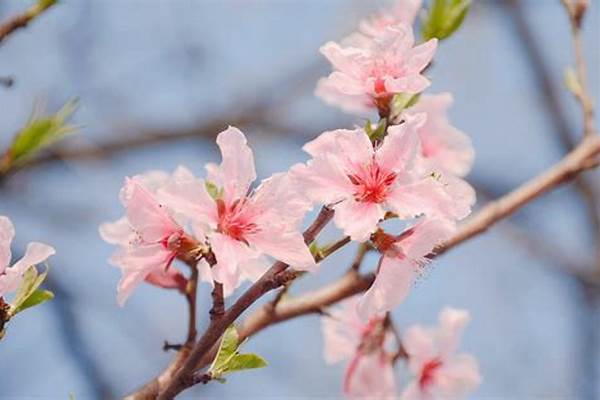 桃花的属性特点_天龙八部手游昆仑和桃花哪个厉害
