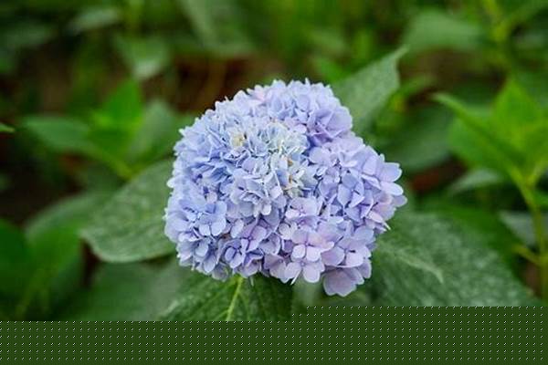 猫咪绣球花中毒怎么办-乔本科植物对猫咪有影响哦