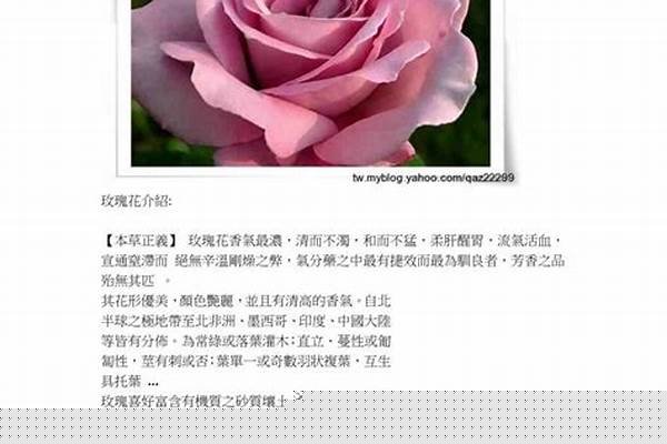 玫瑰的别名和特点