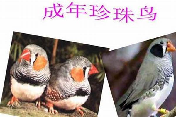 珍珠鸟的特性、习性