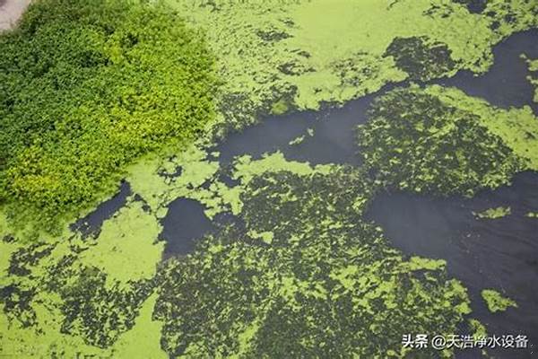 藻类大量繁殖,导致水中缺氧