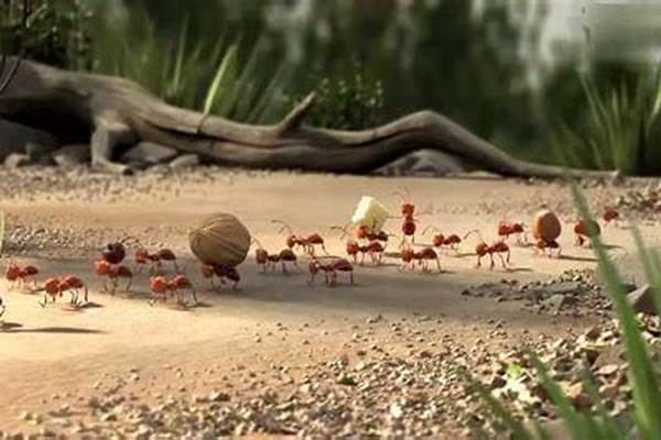 蚂蚁搬家过年_蚂蚁搬家的故事知道了大自然的什么秘密
