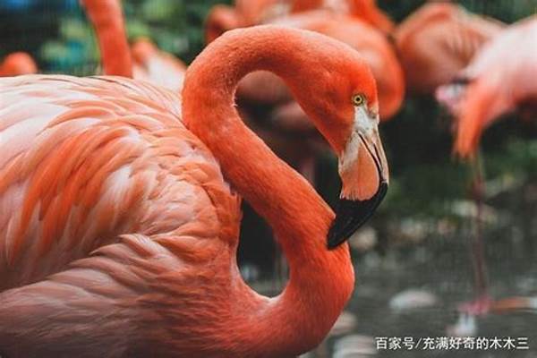 请问火烈鸟的羽毛为啥是红的