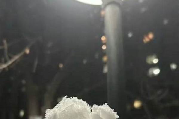 霰雪可以做雪玫瑰吗